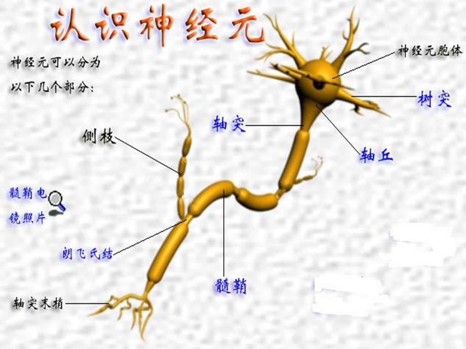 《神经生理学》课件.ppt_第3页