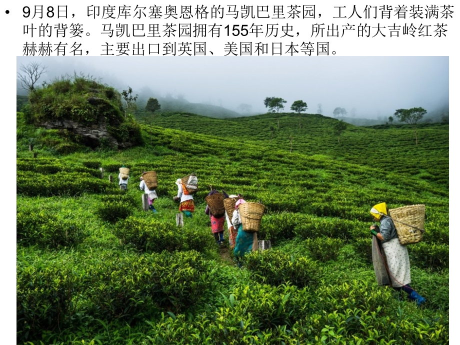 大吉岭红茶印度最昂贵的茶叶.ppt_第2页