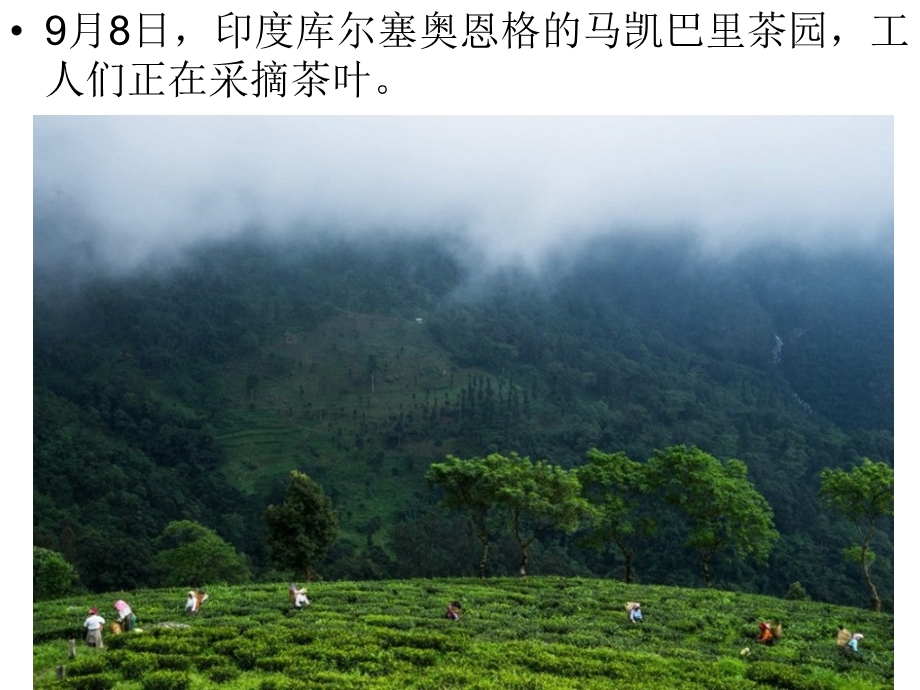 大吉岭红茶印度最昂贵的茶叶.ppt_第3页