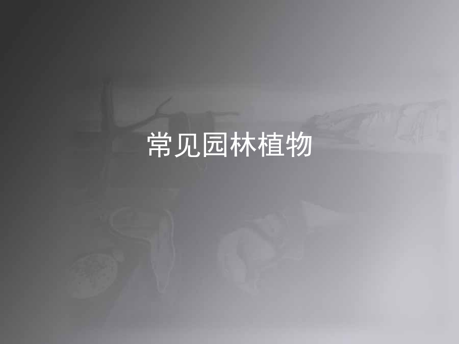 《常见园林植物》课件.ppt_第1页