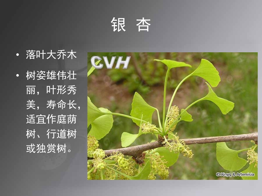 《常见园林植物》课件.ppt_第2页