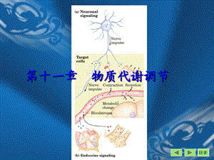 代谢调节生物化学.ppt