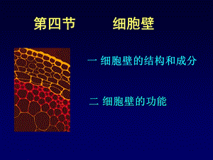 《植物细胞》课件.ppt