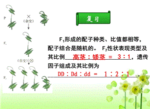 《孟德尔的豌豆杂交实验(二)》.ppt