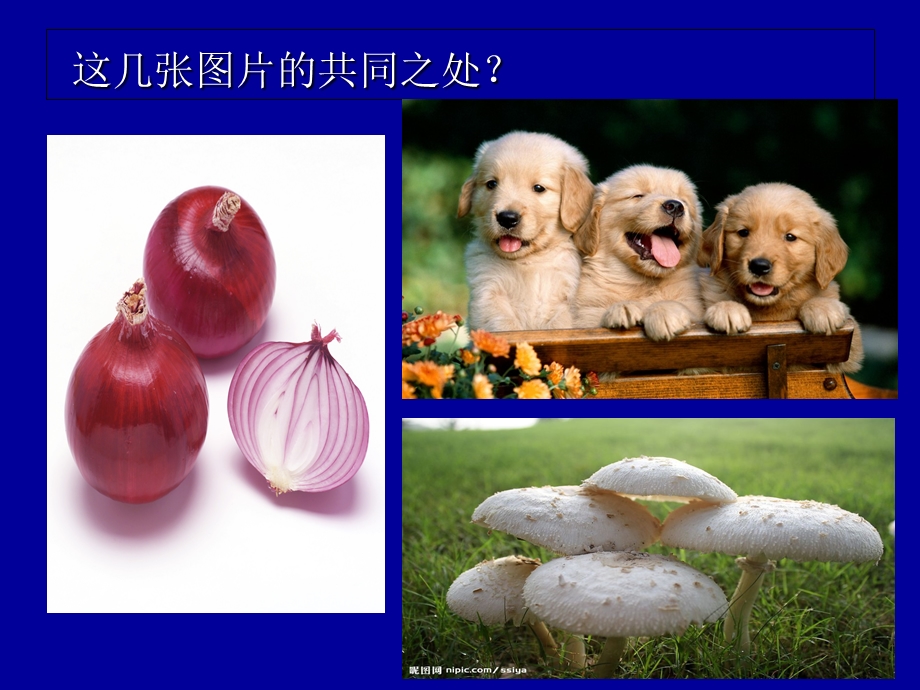 《生命活动的基本单位-细胞》.ppt_第1页