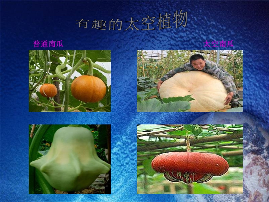 《太空里的植物》.ppt_第3页