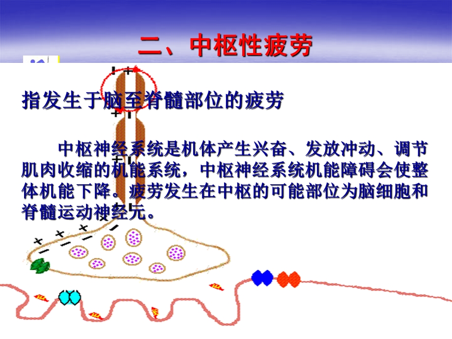 《运动性疲劳》课件.ppt_第3页