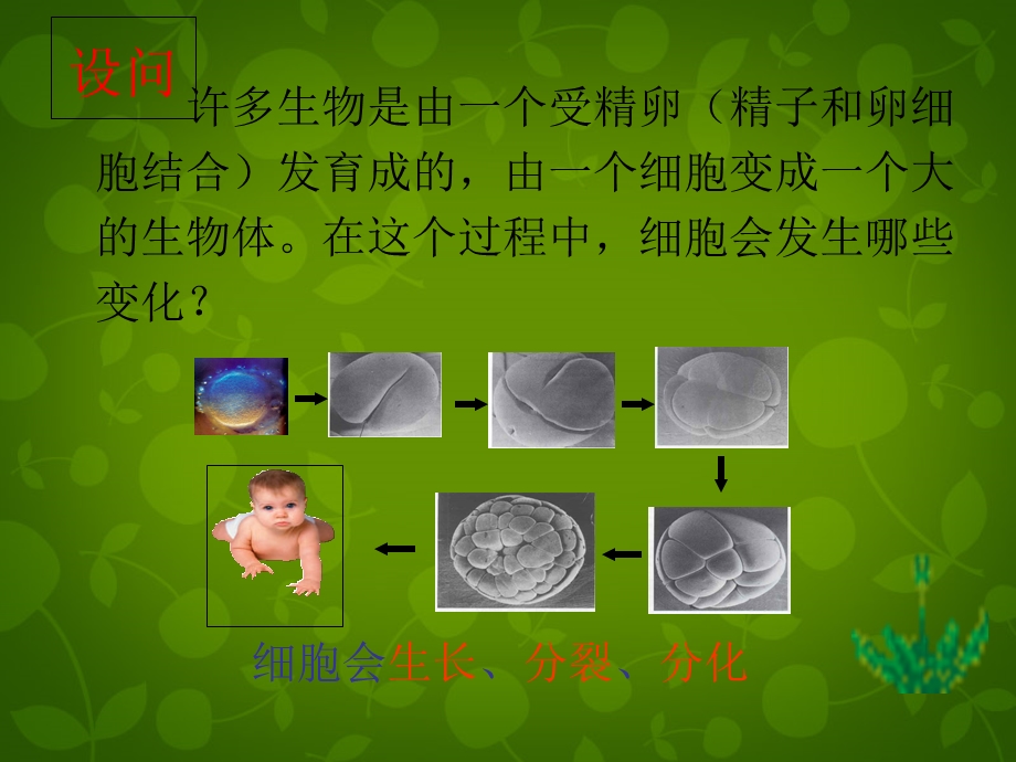 《细胞通过分裂产生新细胞》课件.ppt_第2页