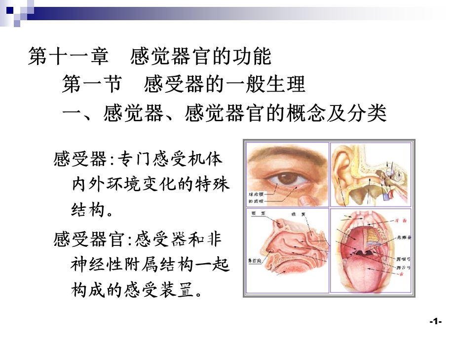 《感觉器官》课件.ppt_第1页