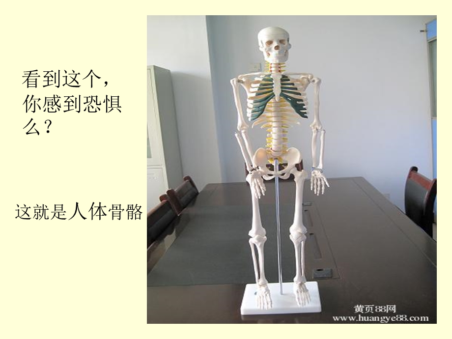 《骨骼》教学课件.ppt_第2页