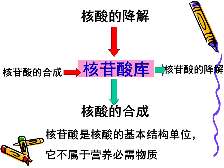 《核酸代谢》课件.ppt_第2页