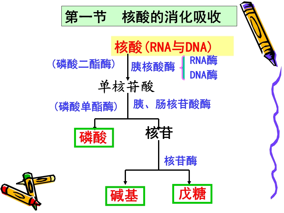 《核酸代谢》课件.ppt_第3页