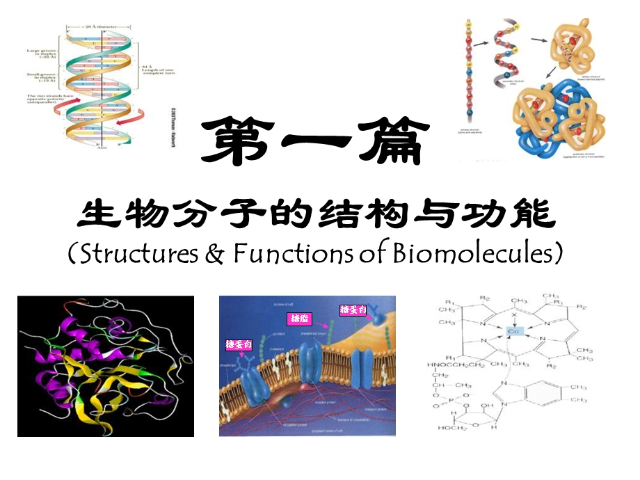 《生物化学核酸》课件.ppt_第1页