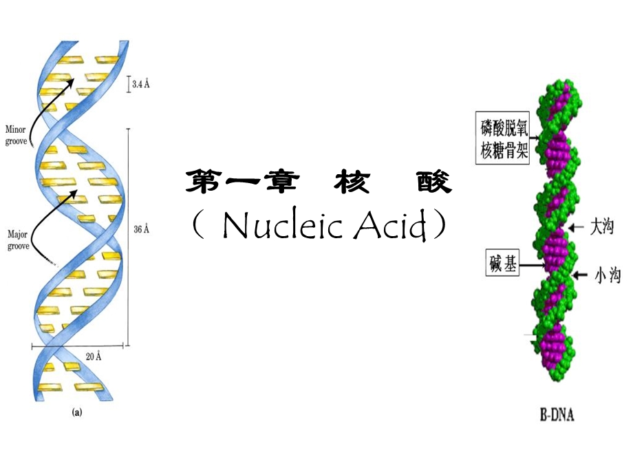 《生物化学核酸》课件.ppt_第2页