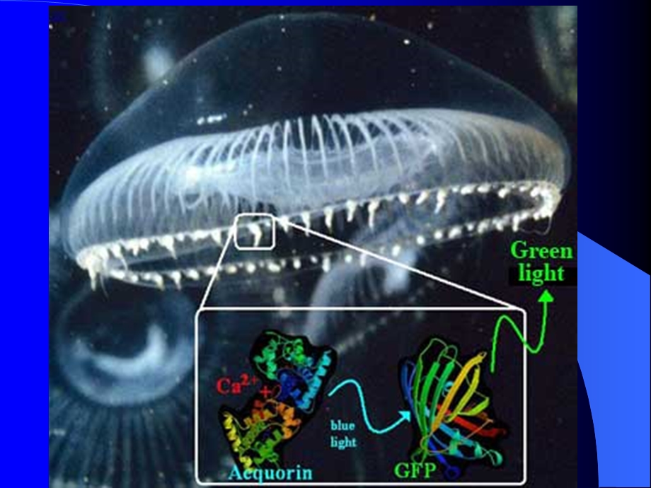 《生物技术与生物制药》课件.ppt_第3页