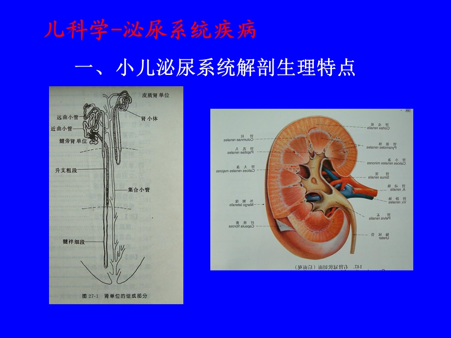 儿科学-泌尿系统疾病.ppt_第2页