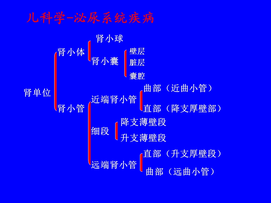 儿科学-泌尿系统疾病.ppt_第3页