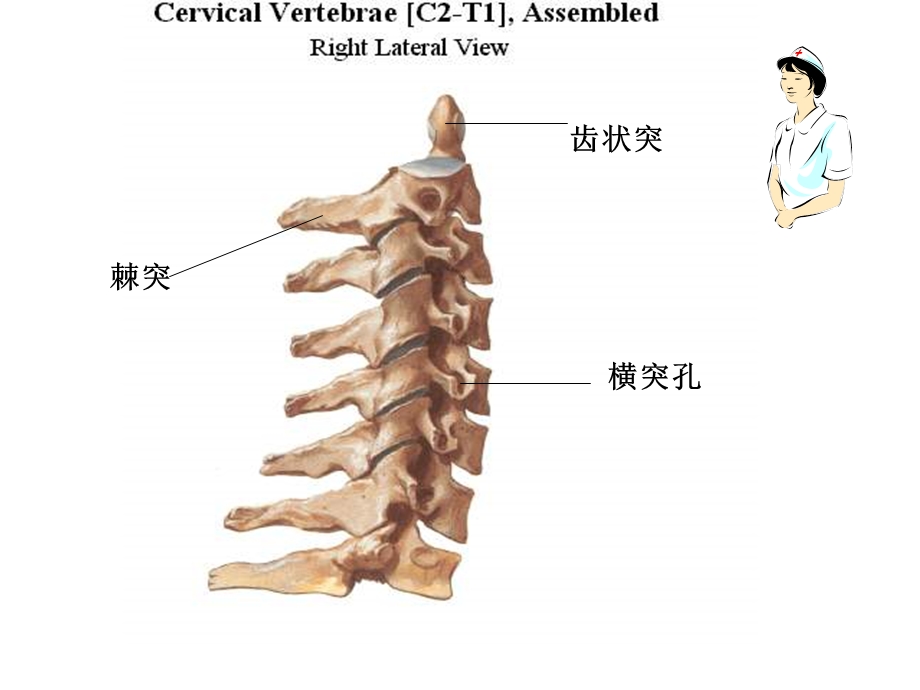 《颈椎护理》ppt课件.ppt_第3页