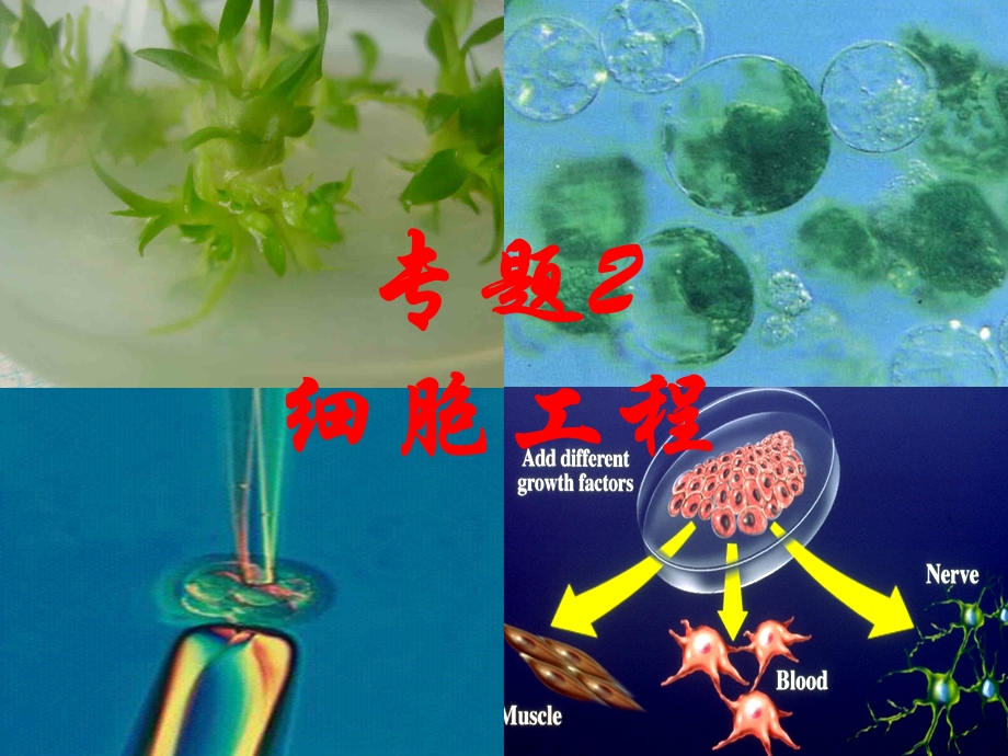 《植物细胞工程的基本技术》课件3(新人教版选修3).ppt_第1页