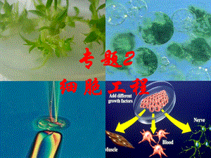 《植物细胞工程的基本技术》课件3(新人教版选修3).ppt