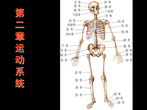 《运动系统骨骼》课件.ppt