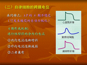 《生理血液循环》课件.ppt