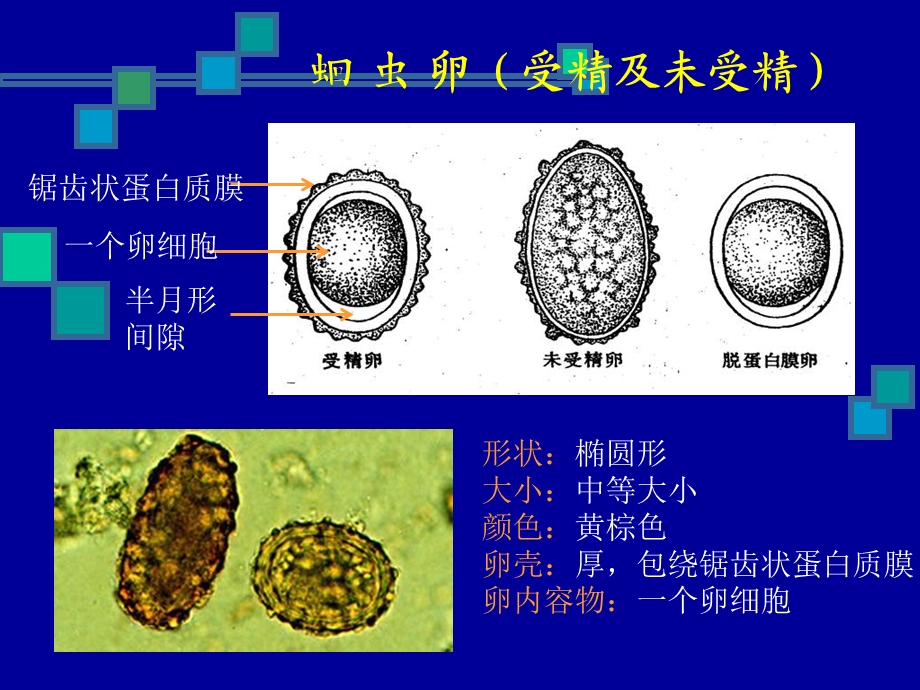 《寄生虫实验》课件.ppt_第3页