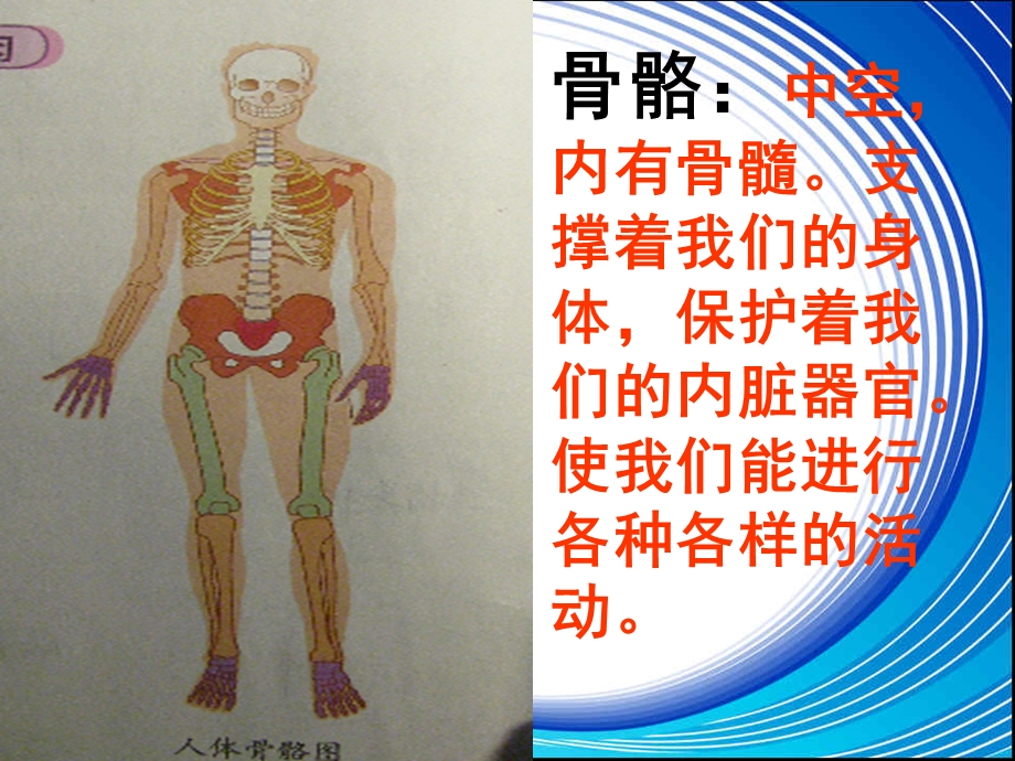 《骨骼、关节和肌肉》课件.ppt_第2页