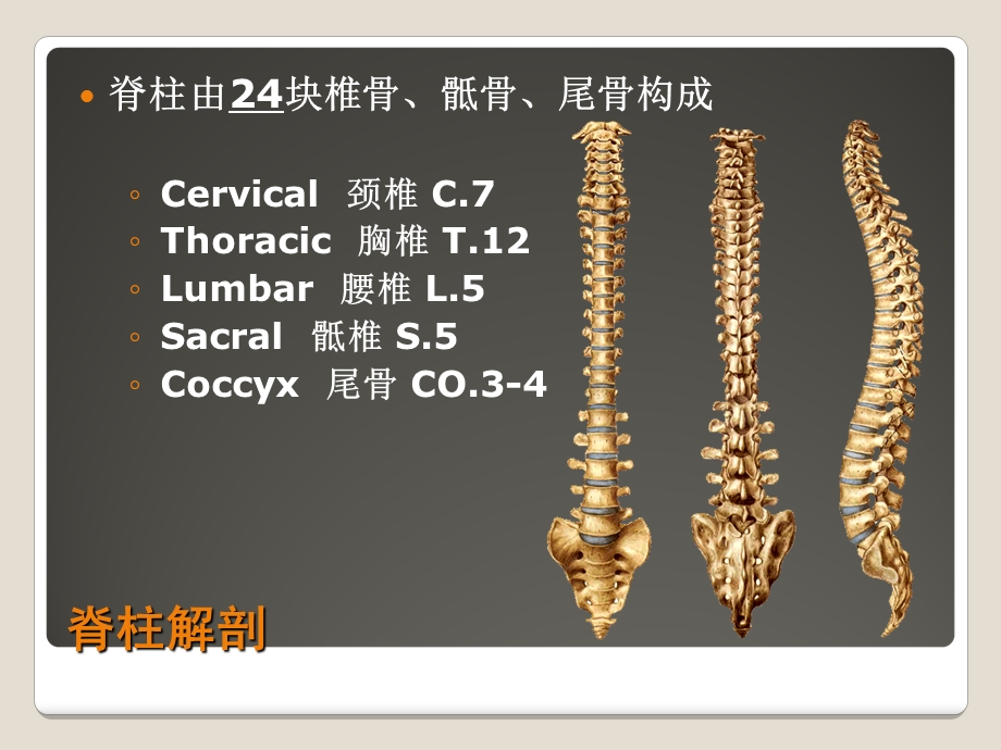 《脊柱解剖基础》课件.ppt_第2页