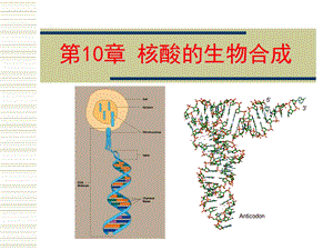 《核酸生物合成》课件.ppt