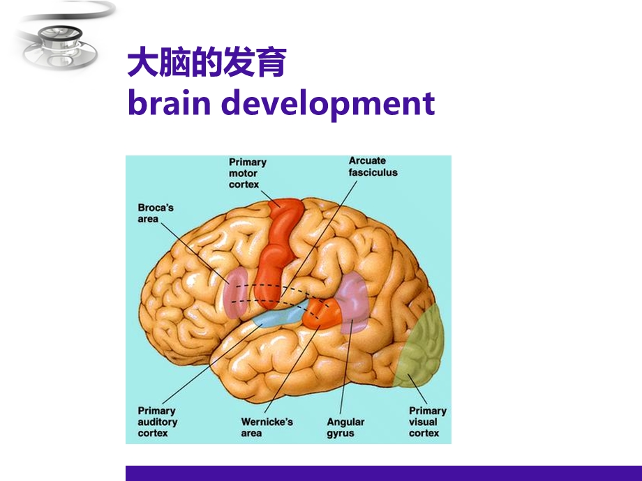 儿科儿童神经心理发育.ppt_第2页