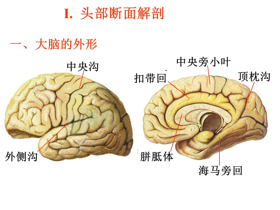 《断面解剖》课件.ppt_第2页