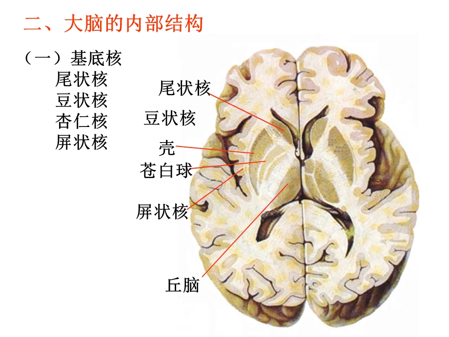 《断面解剖》课件.ppt_第3页