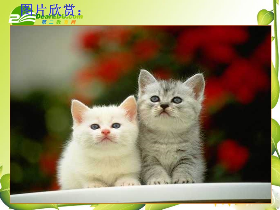 《猫》定稿资料PPT课件.ppt_第1页