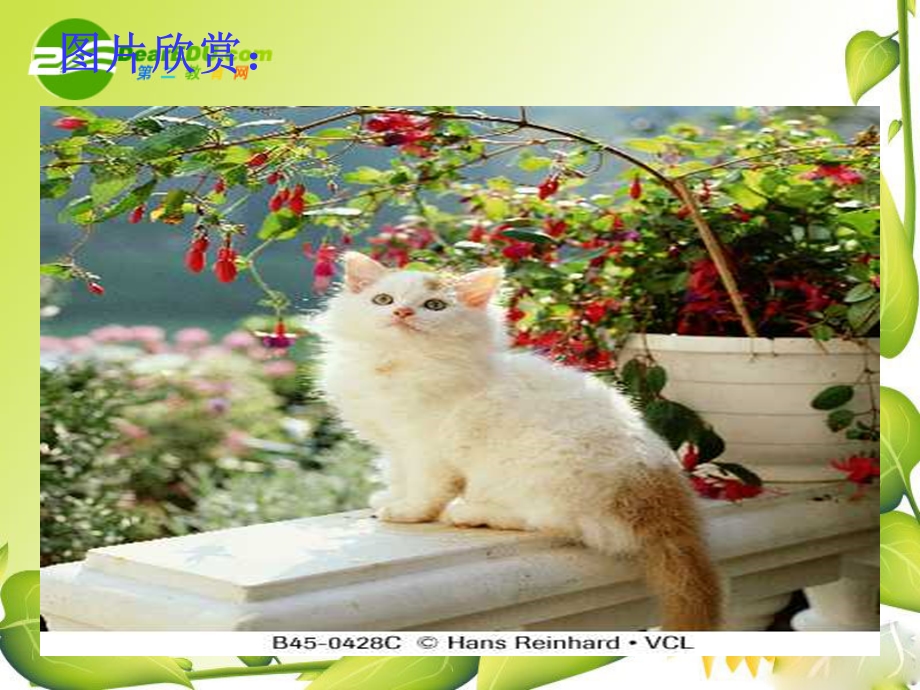 《猫》定稿资料PPT课件.ppt_第2页