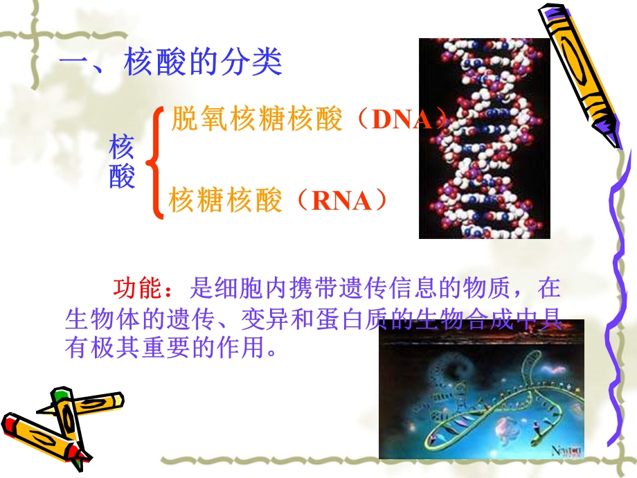 《遗传信息的携带者-核酸》1(新人教版必修1).ppt_第3页