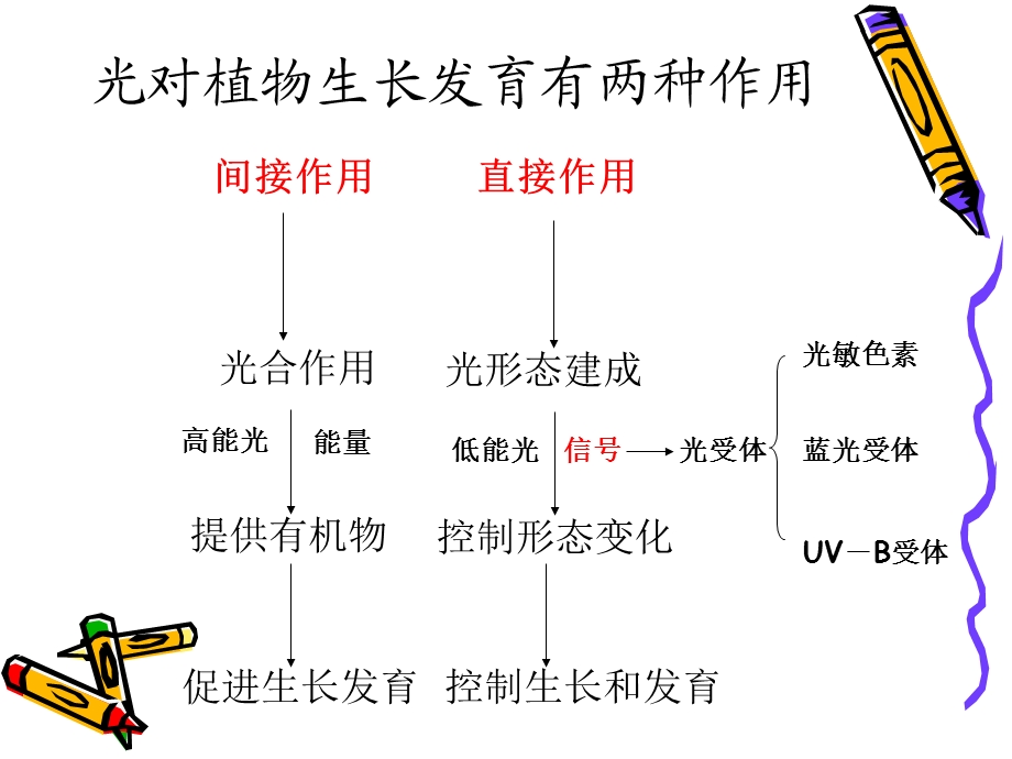 《植物生理学》课件.ppt_第2页