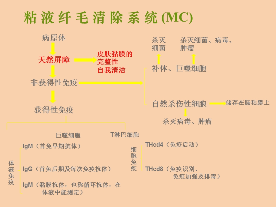 儿科呼吸系统咳嗽疾病.ppt_第3页