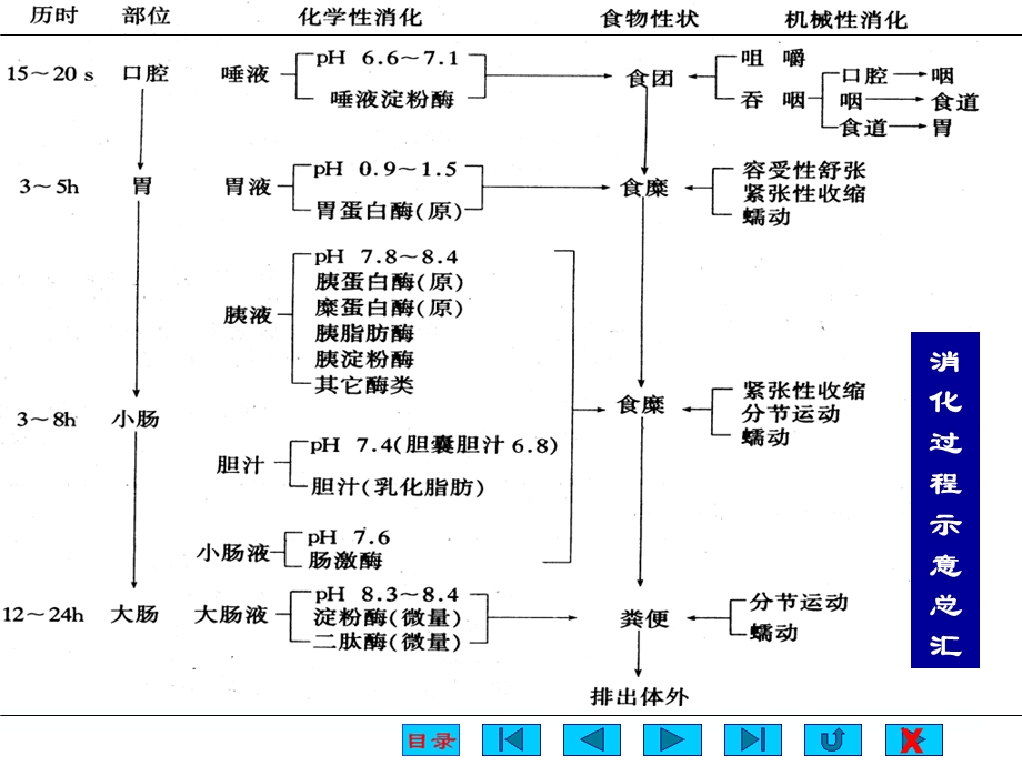 《消化与吸收》课件.ppt_第3页