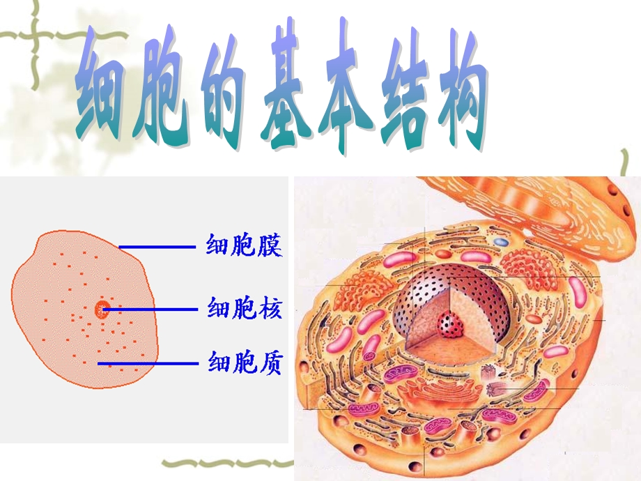 《细胞膜-系统的边界》.ppt_第1页