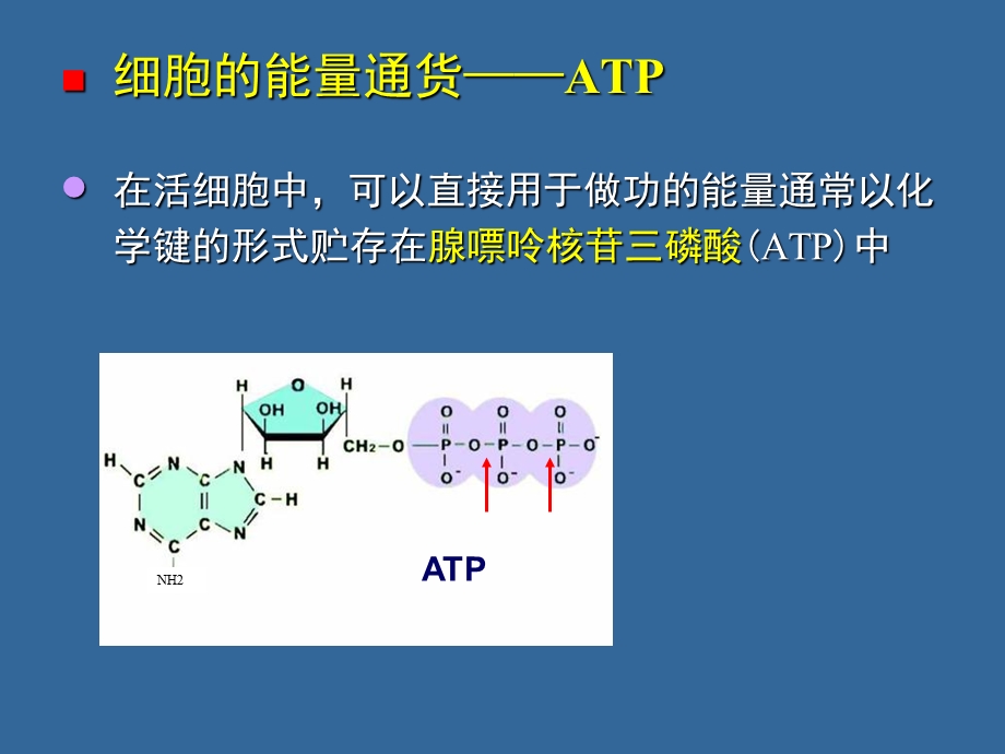 《能量与代谢》课件.ppt_第3页