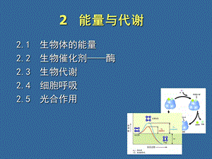 《能量与代谢》课件.ppt