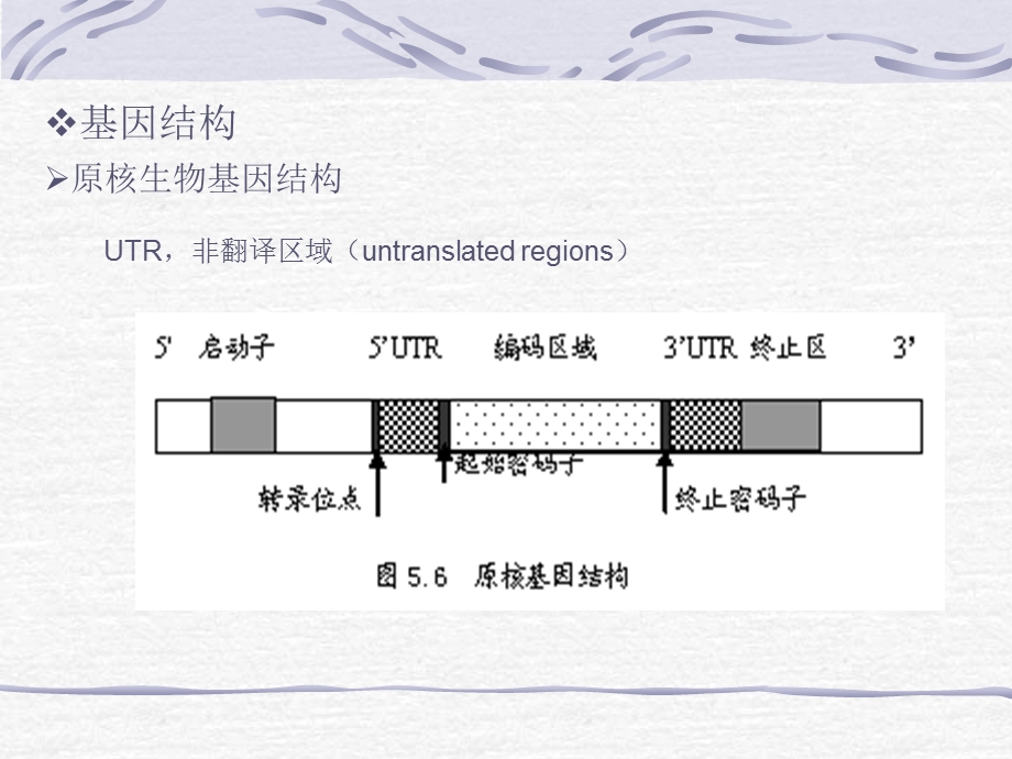 《核酸序列分析》课件.ppt_第3页