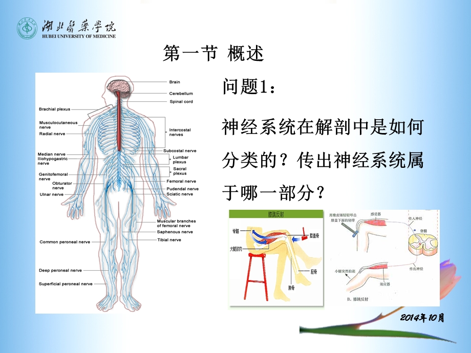 传出神经系统药理(5-7章).ppt_第3页