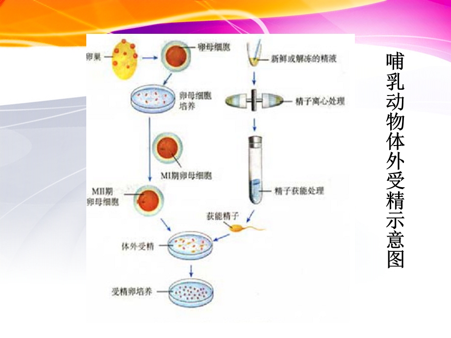 《胚胎工程的应用及前景》课件(新人教版-选修3).ppt_第3页