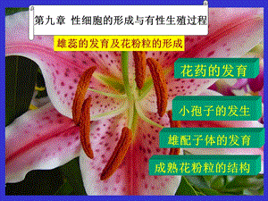 《生殖器官》课件.ppt