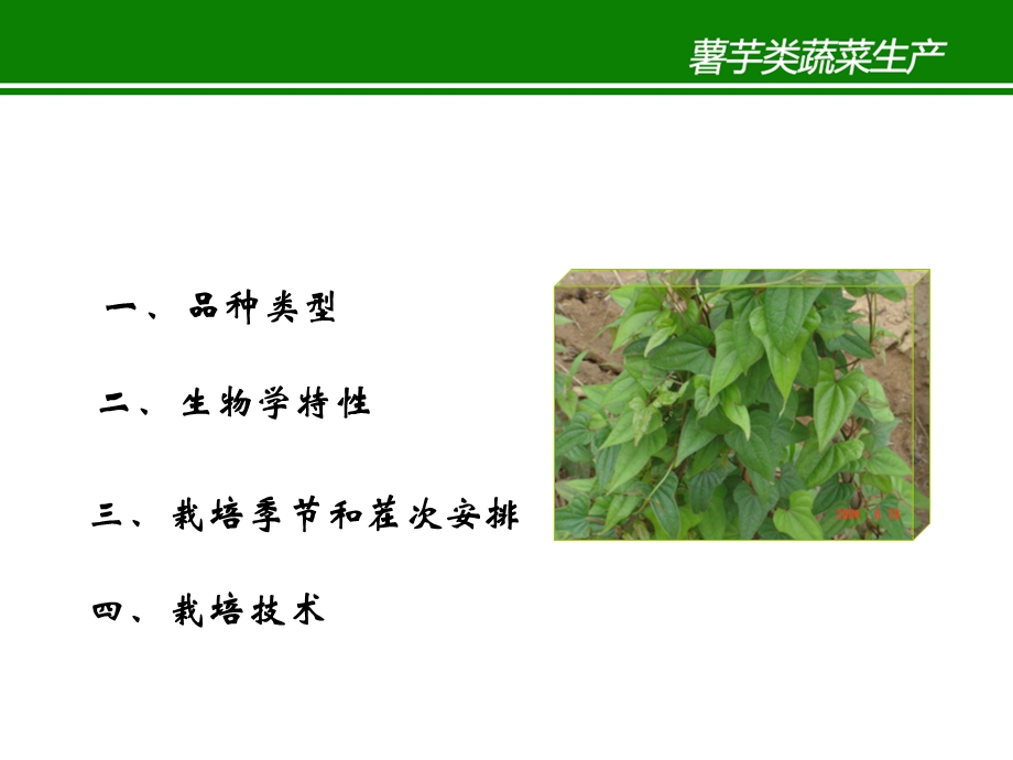 《子项目一山药》课件.ppt_第3页