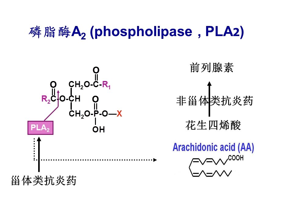 《解热镇痛药》课件.ppt_第2页