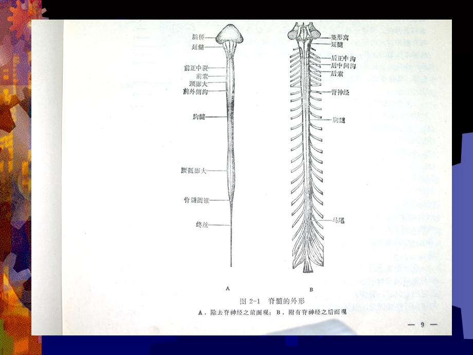 《脊髓解剖》ppt课件.ppt_第2页