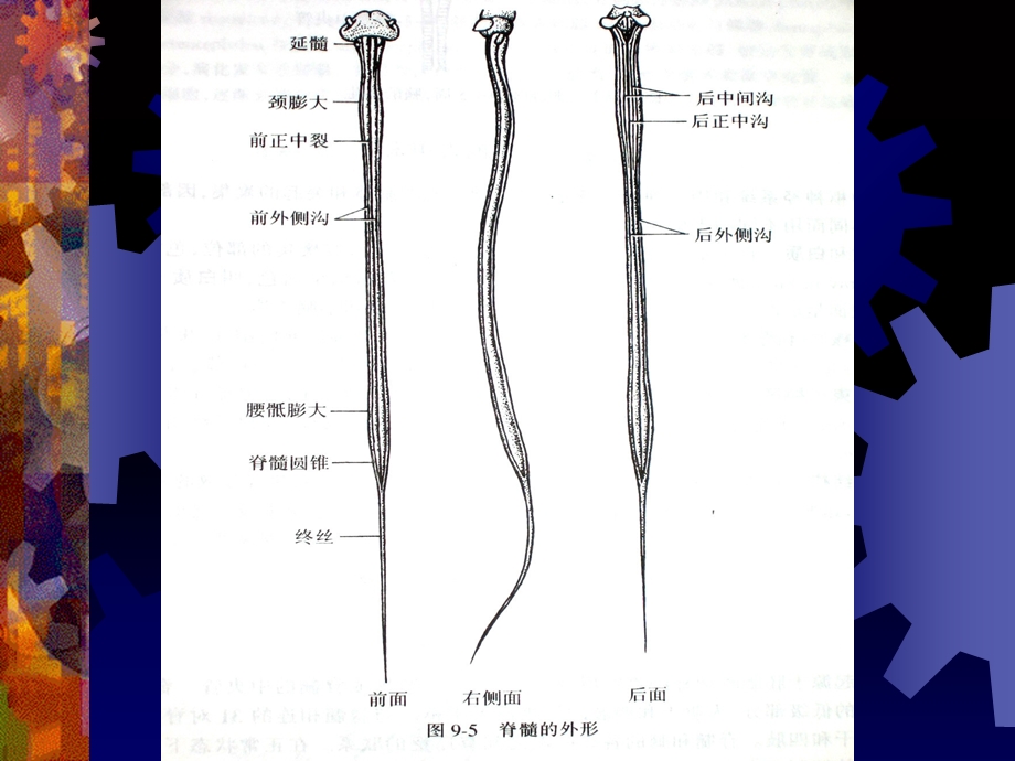 《脊髓解剖》ppt课件.ppt_第3页